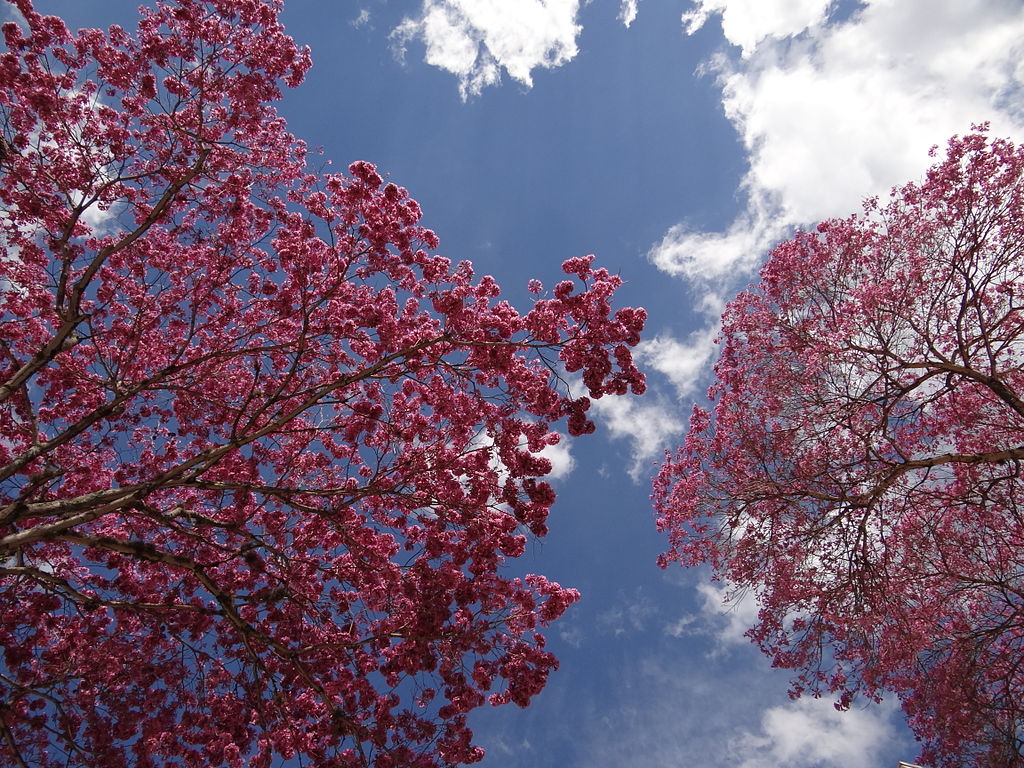 A sky of pink flowers Ipe