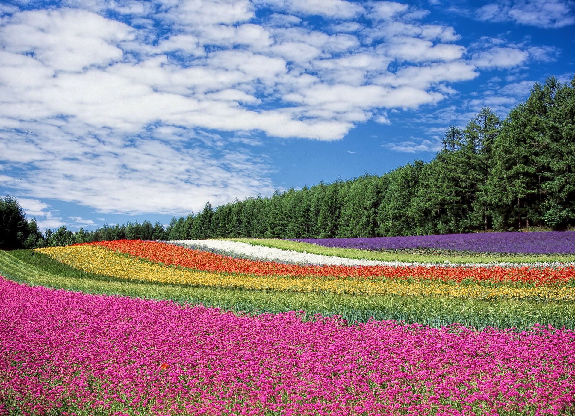 Flower Fields in Hokkaido