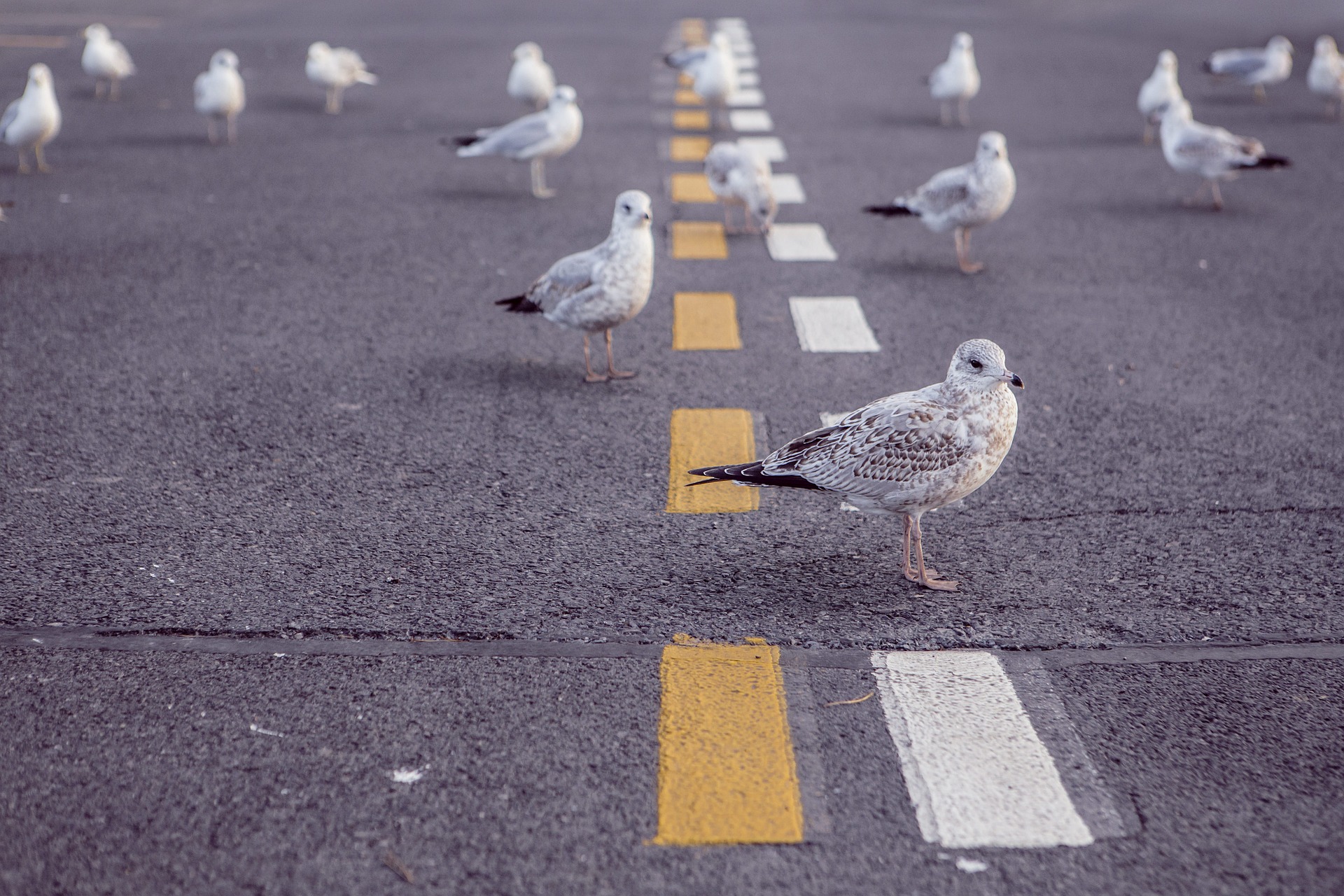 Young seagulls walking on the road