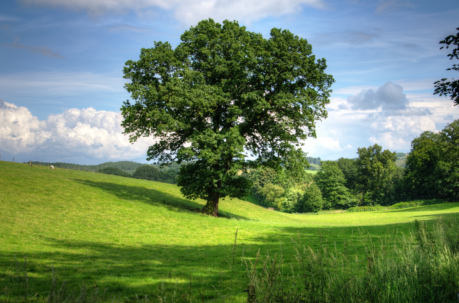 Landscape with oak trees